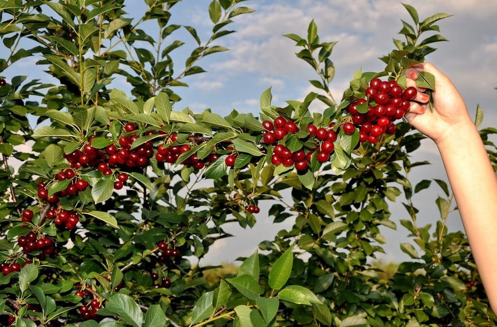 ЗАВЕТНИЦИ ПРОКУПЉЕ: НИСКА ЦЕНА ВИШАЊА УГРОЖАВА ОПСТАНАК ДОМАЋИХ ПРОИЗВОЂАЧА!