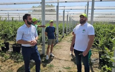 Виријевић: Уз снажну подршку државе, производња боровница једна од водећих грана воћарства