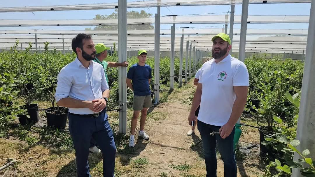 Виријевић: Уз снажну подршку државе, производња боровница једна од водећих грана воћарства